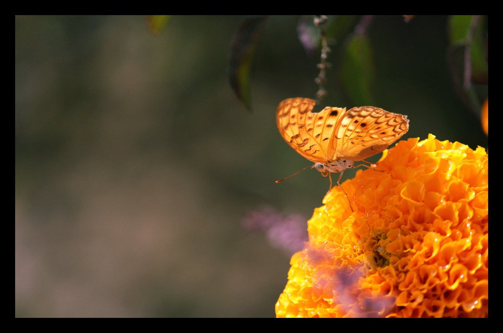 Фотография автора Naina Kumari