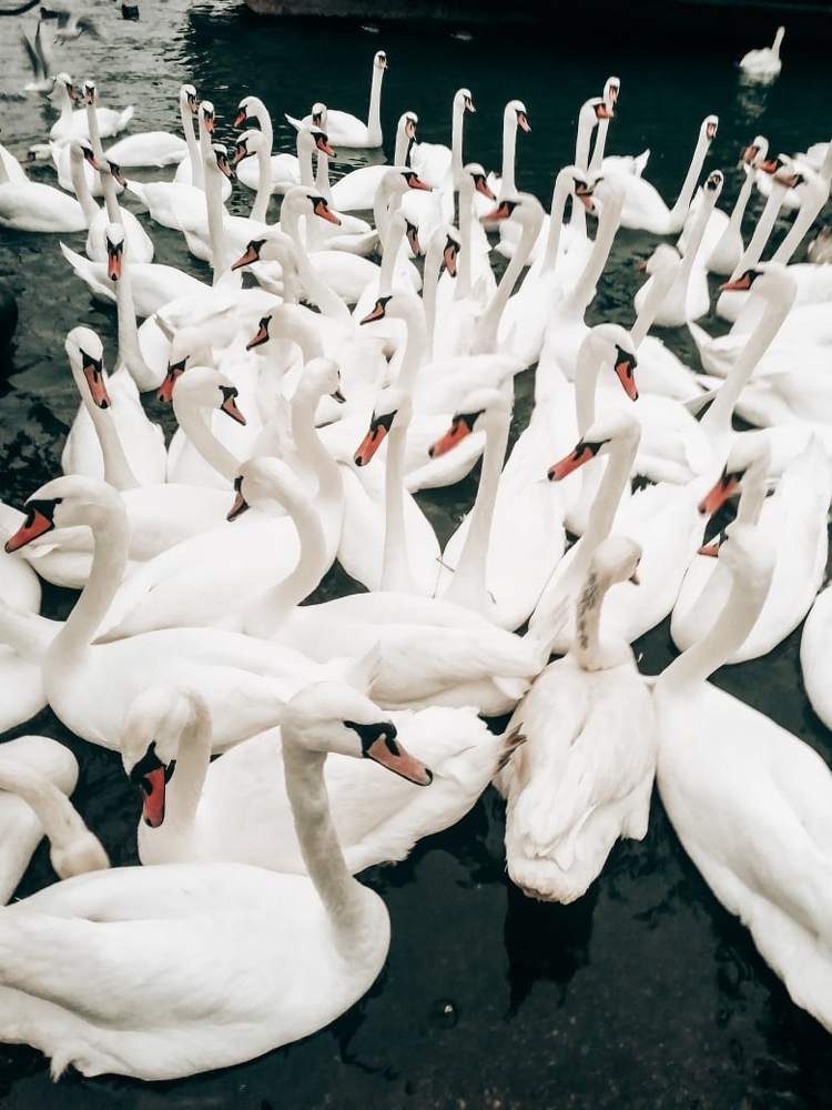 Photograph by Ксения Андросова