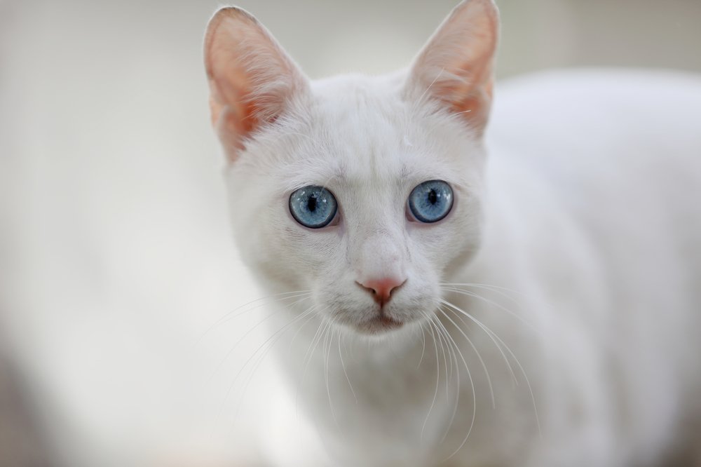 Photograph by Idit Profeta Ron