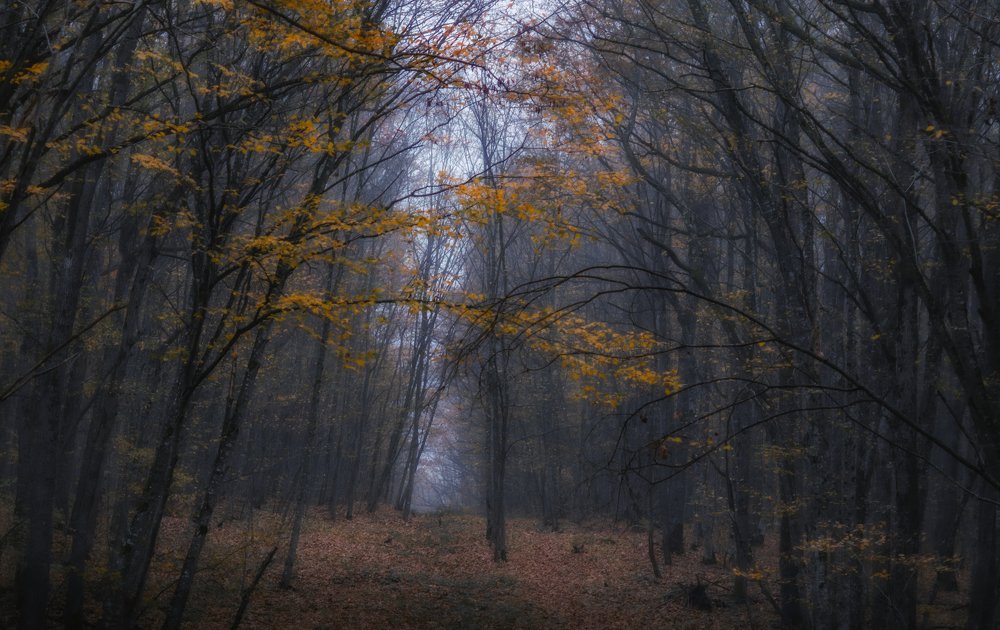 краски осени