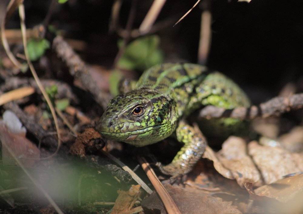 Как и миллион лет назад...