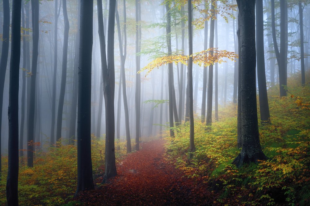 Photograph by Valentin Bițoi