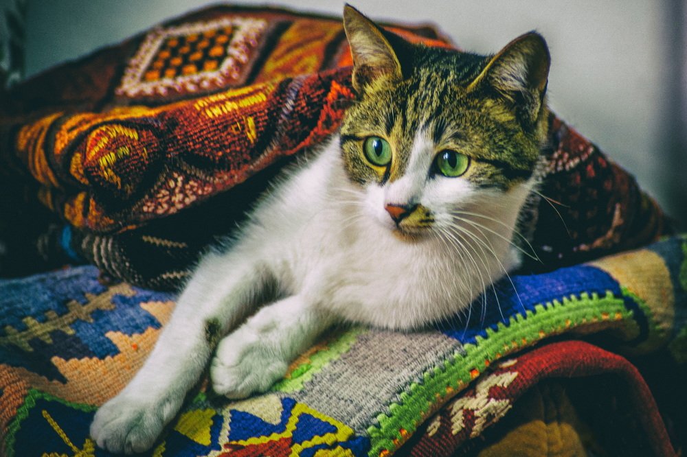 Photograph by DAMOUN POURNEMATI