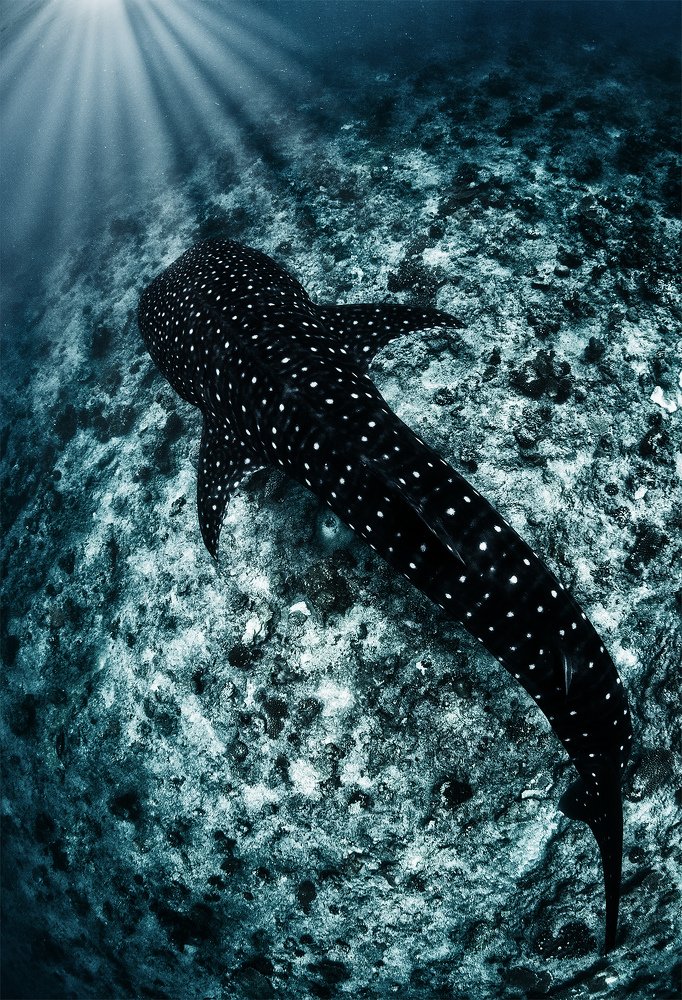 Photograph by Нарчук Андрей