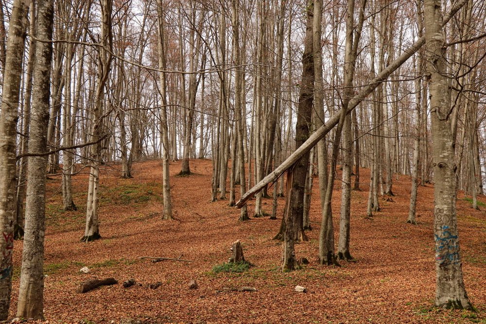 Photograph by  Reza Hazrati