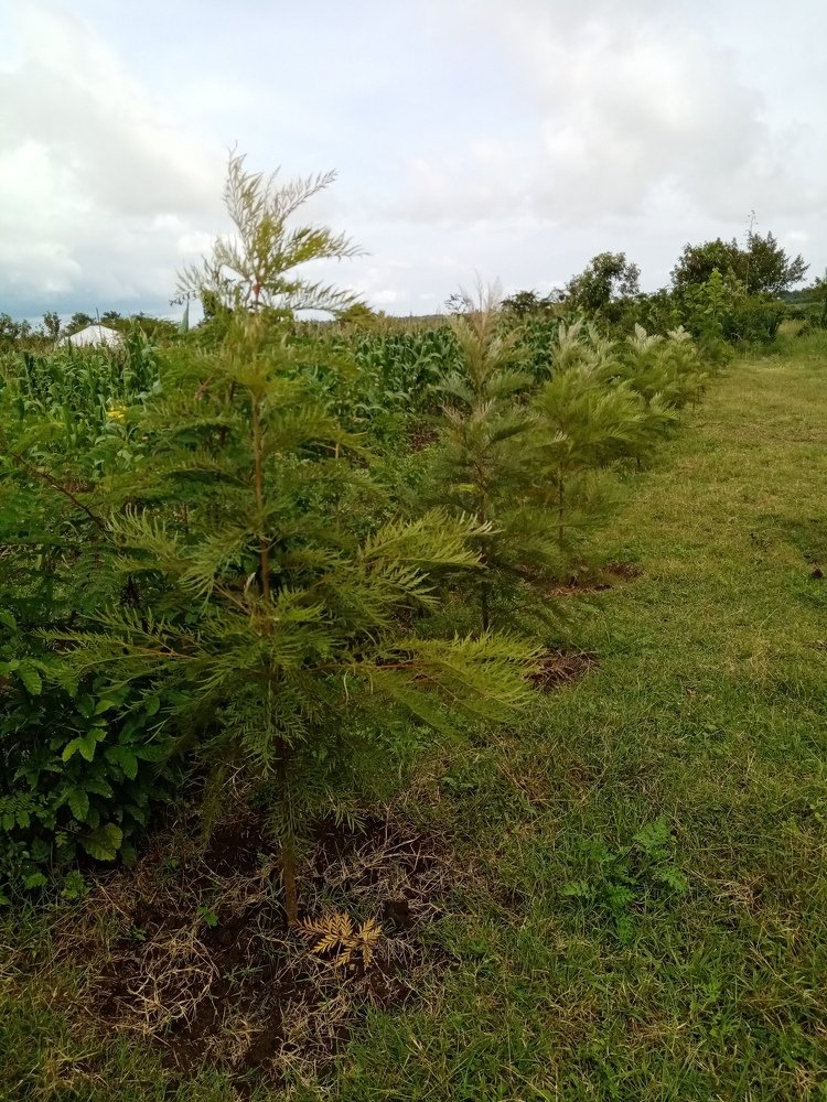 Graveallia treees at 6 months