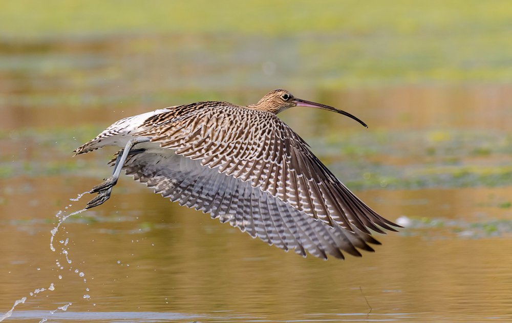 Photograph by Messina Alfonso