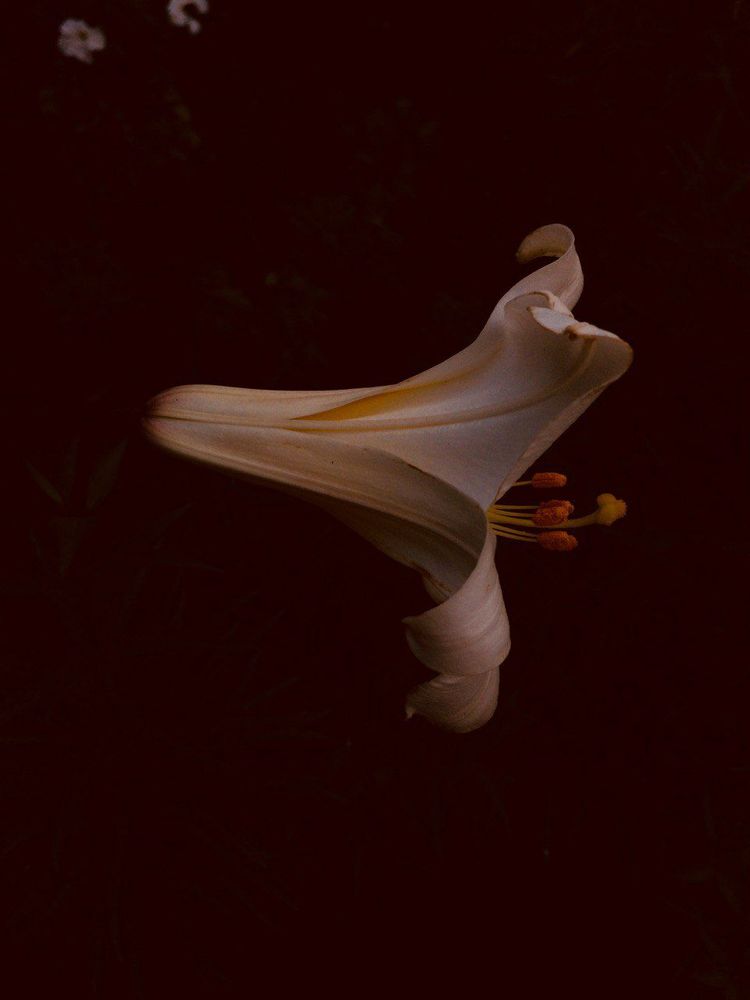 Photograph by Ирина Коротких