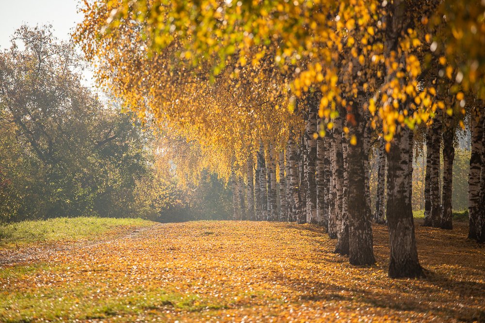 Фотография автора Панагушин Сергей