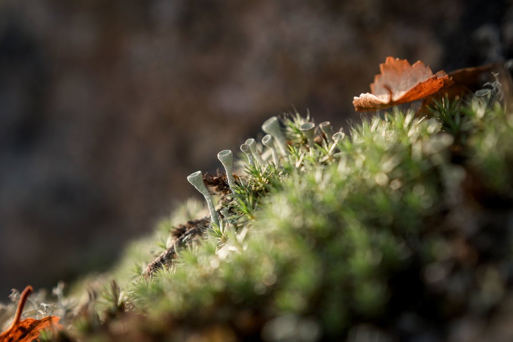 Космическая кладония