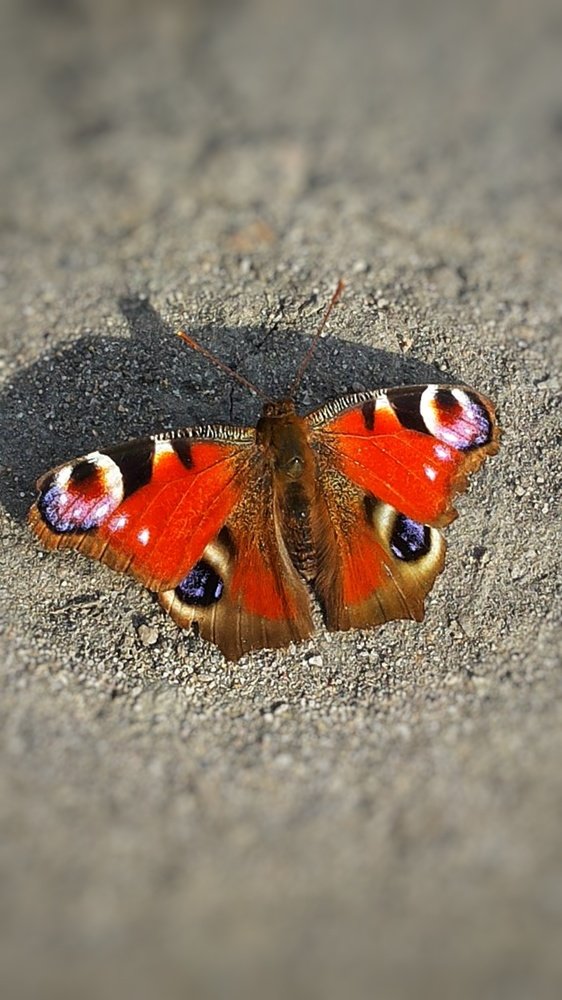 Модница на фоне серой массы.