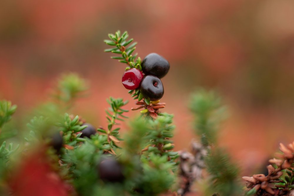 Photograph by Марина Зборацкая