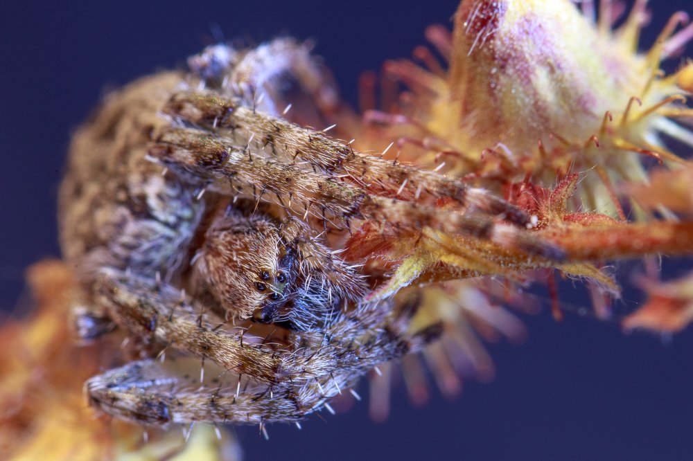 Photograph by Leonid Ivanovskij