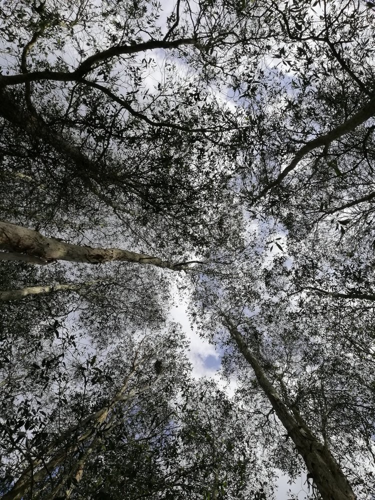 Forest's skies
