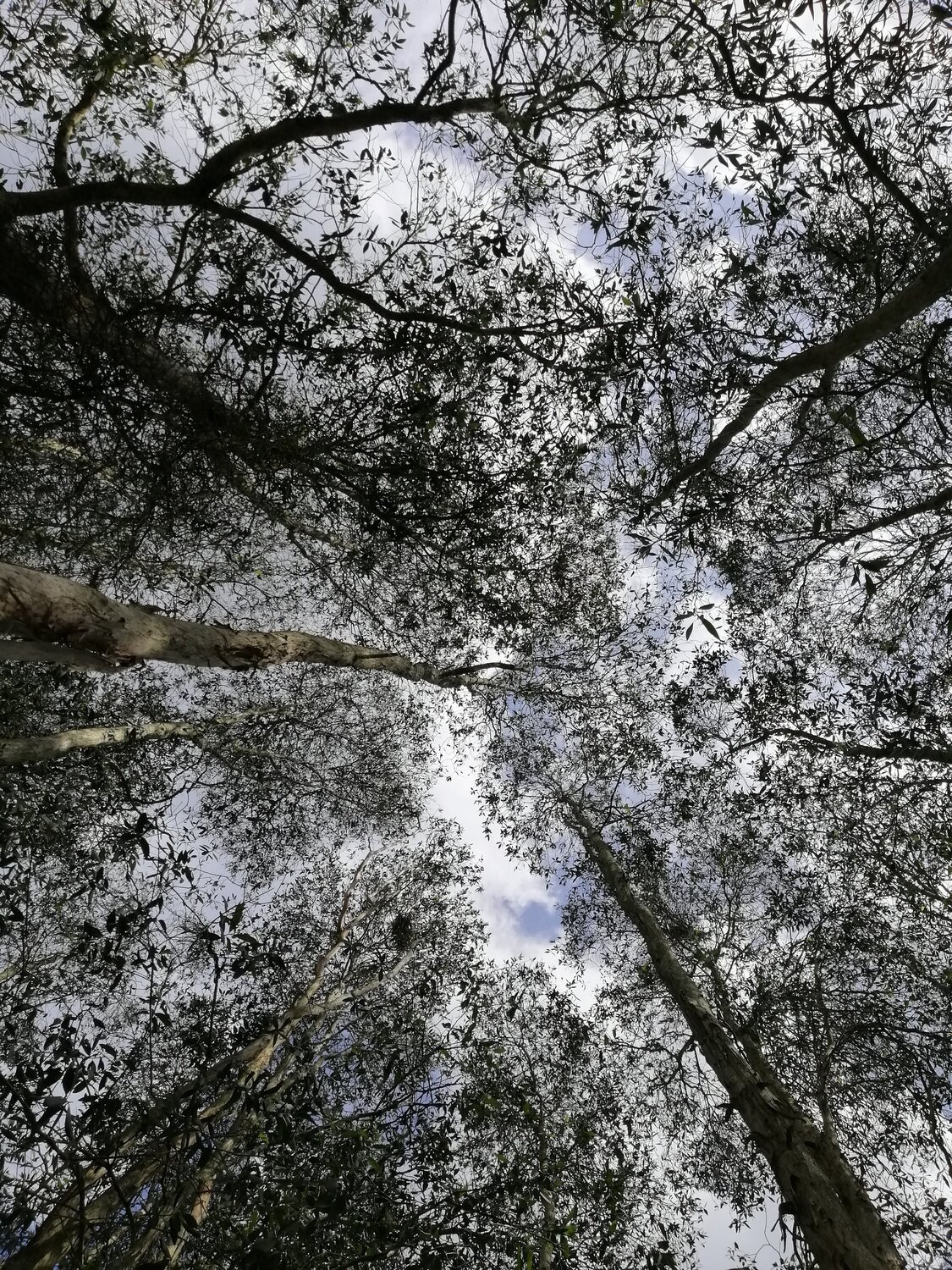 Forest's skies