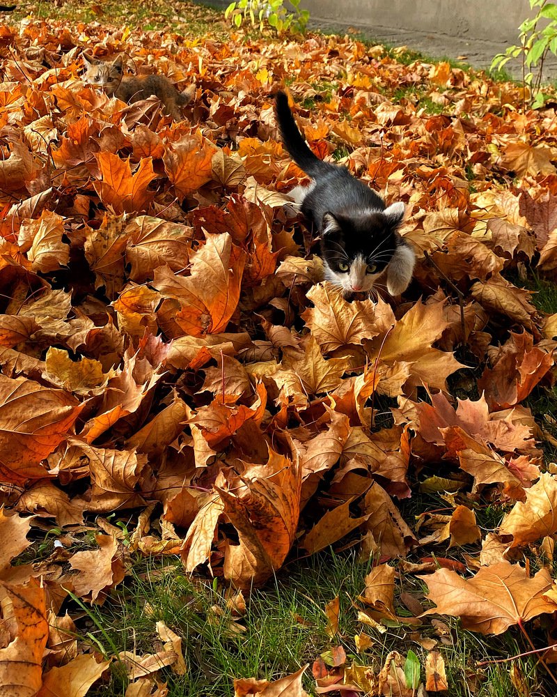 Фотография автора Кирилл Литовский