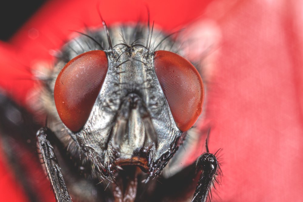 Фотография автора Vasileios Karapanagiotidis