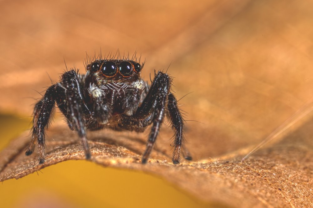 Фотография автора Vasileios Karapanagiotidis