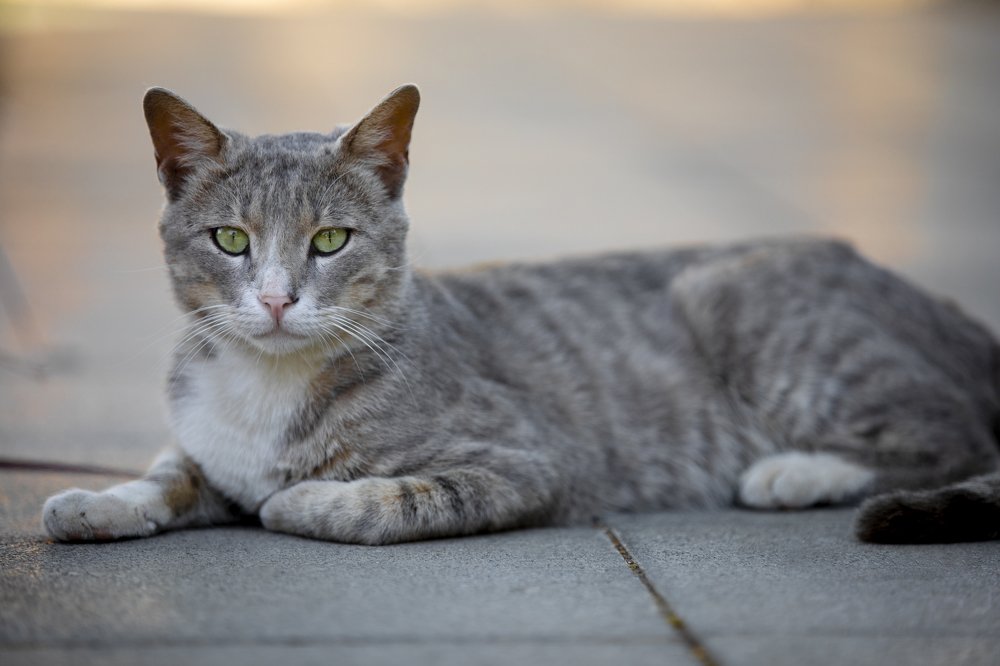 Photograph by Idit Profeta Ron