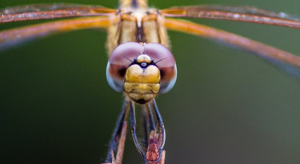 Photograph by Prasad Pavan