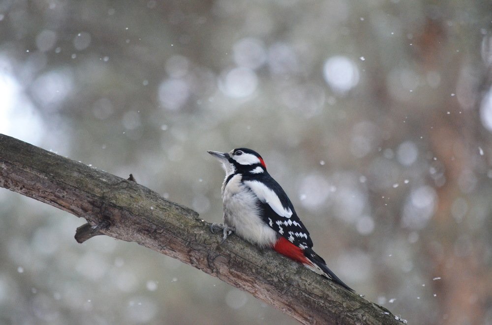 Photograph by Anna Kichapina