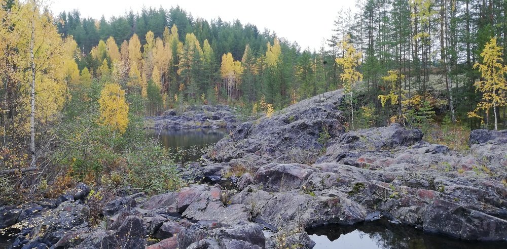 И на камнях растут деревья