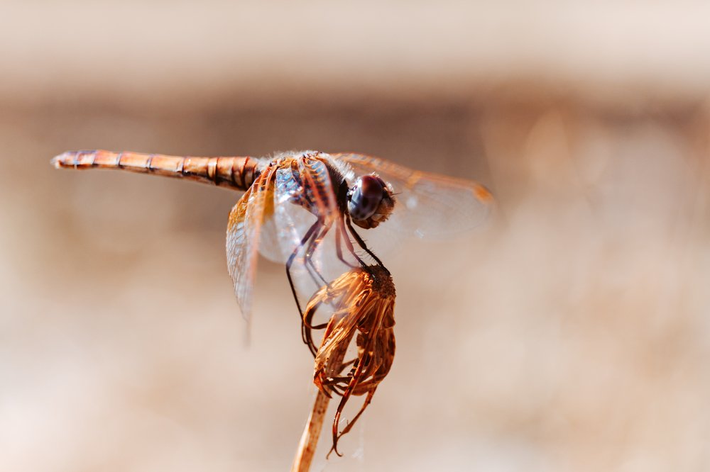 Фотография автора Summerlin
