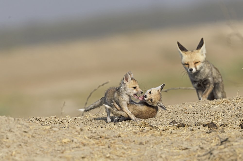 Photograph by Ravalnath Joshi
