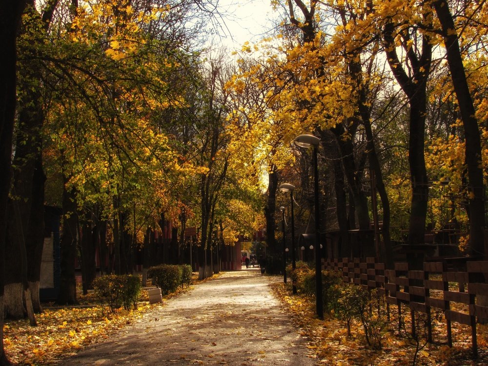 Золото аллеи.