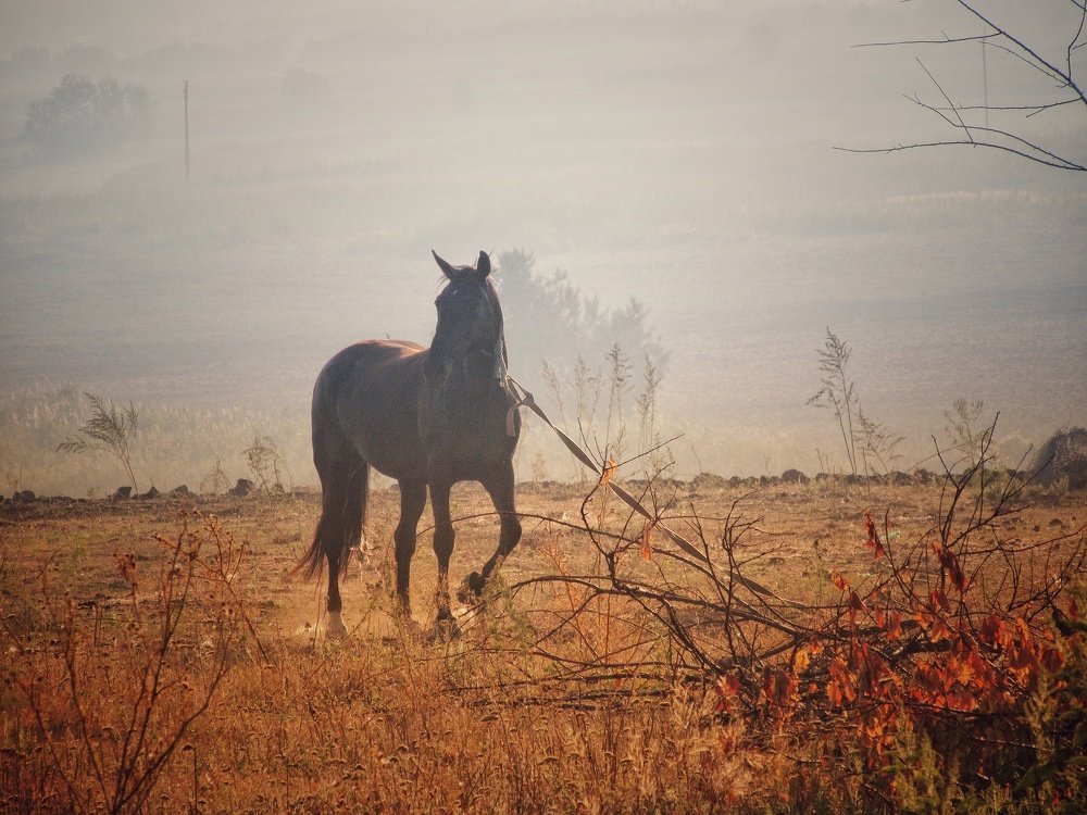Воспоминание...