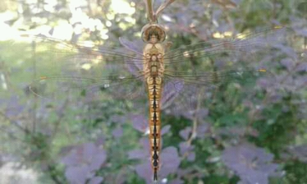 Фотография автора Александр Коновалов