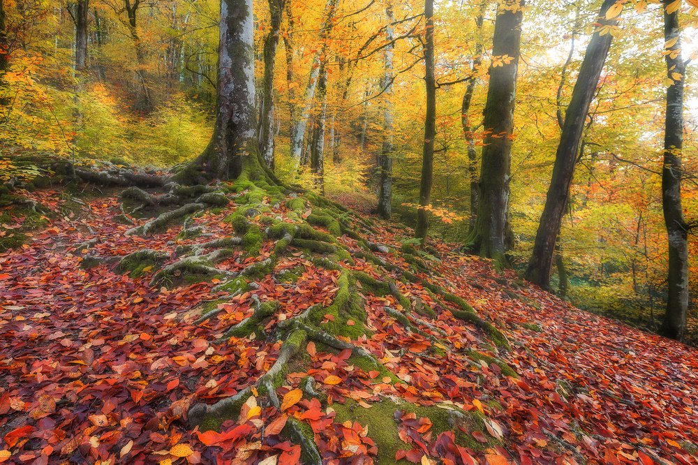 Photograph by Сергей Шабанов