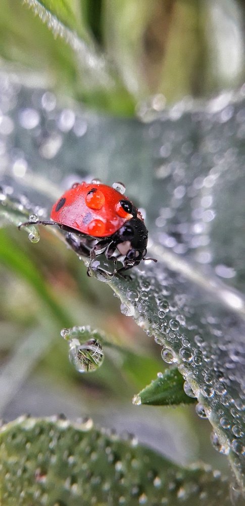 После дождя....