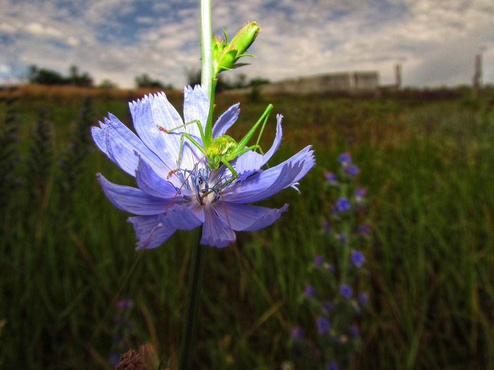Охранник цветка.