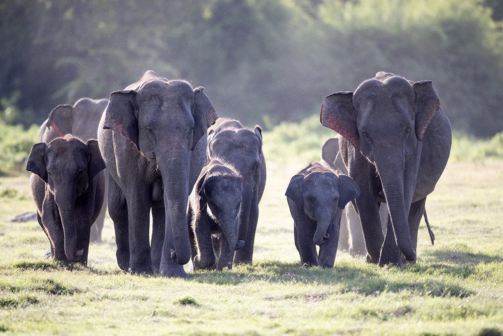 Photograph by Senadheera Danushka