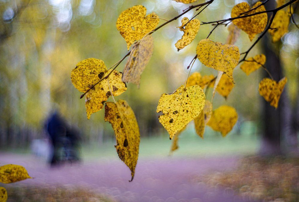 Photograph by Владимир Гречанинов