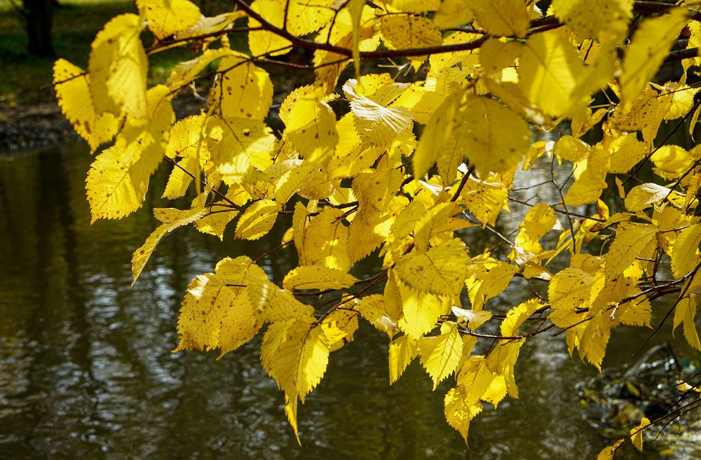 Photograph by Владимир Гречанинов