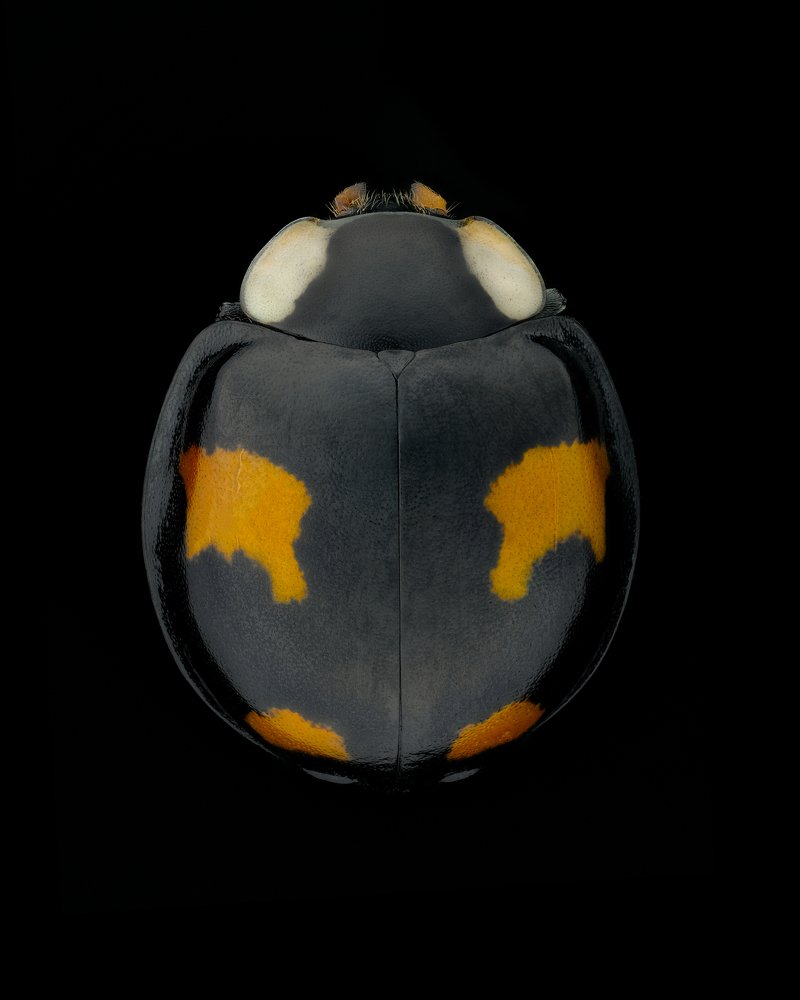 Photograph by Антон Орленко