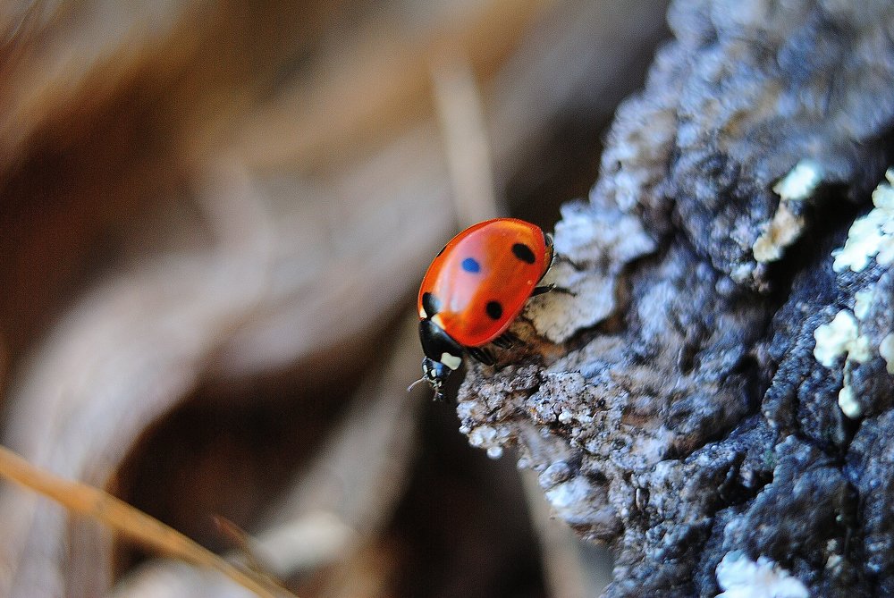 Перед полетом