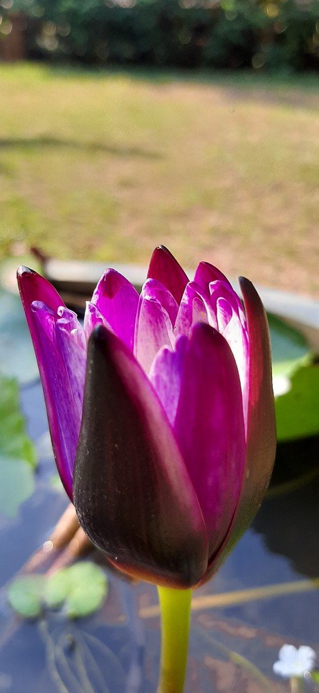 Photograph by Chaminda Mirihagalla