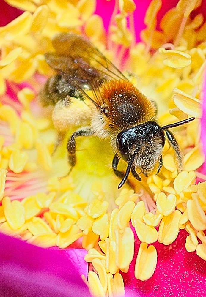 Золотая пчёлка