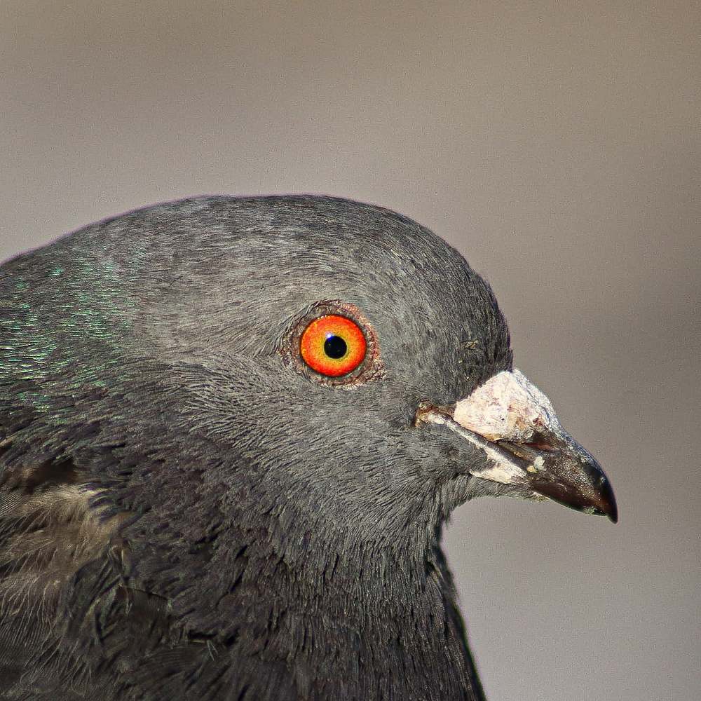 Голубь в деталях