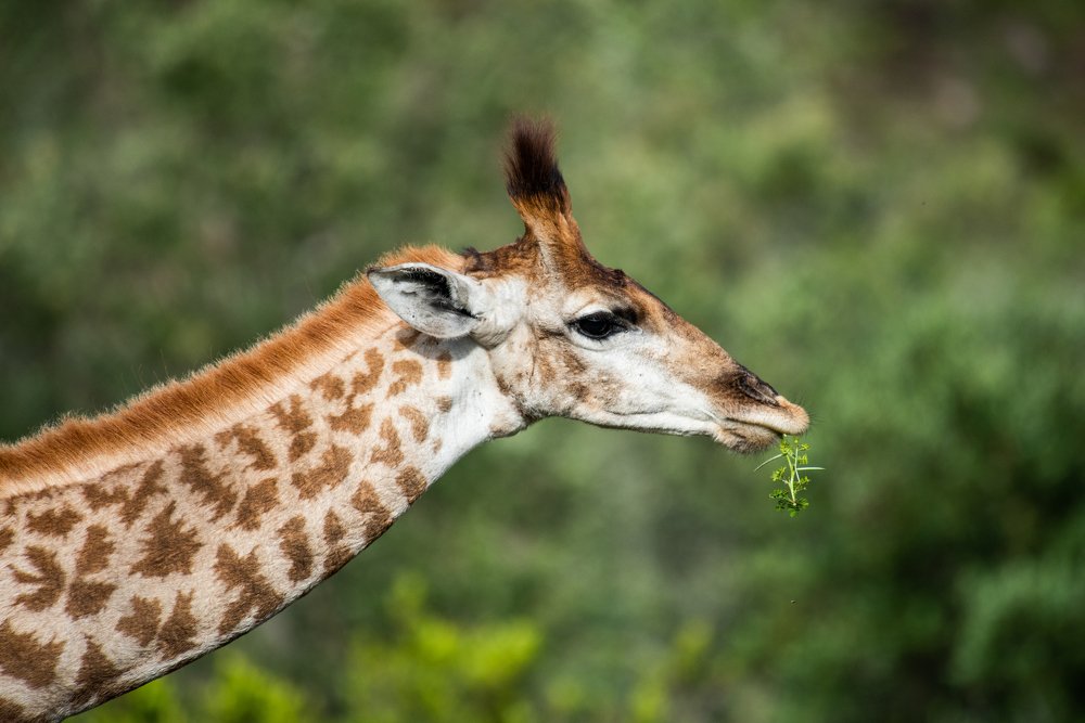 Young Giraffe