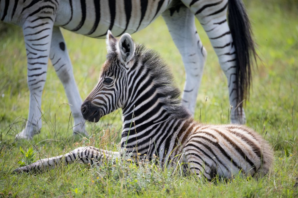 Resting Zebra Foal