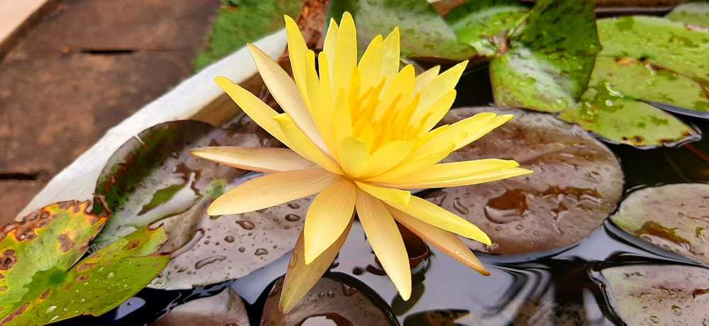Photograph by Chaminda Mirihagalla
