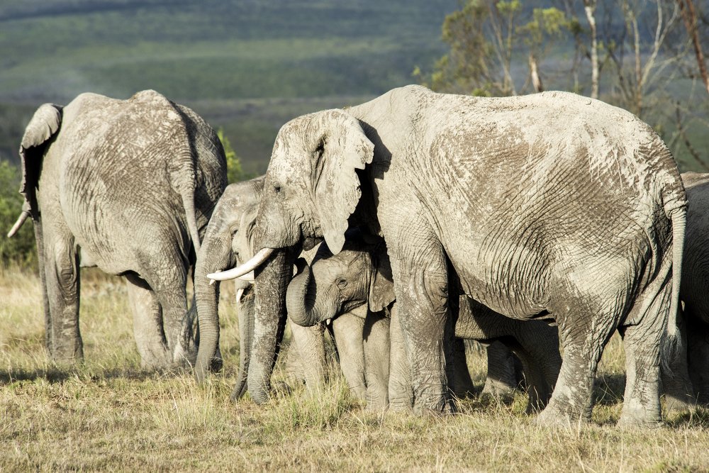 The Southern Most Elephant Herds