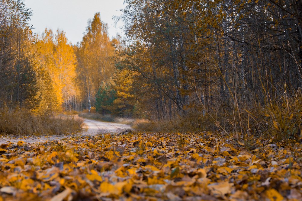 Осенняя дорога на Скоково