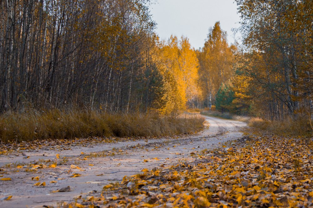 Осенняя дорога