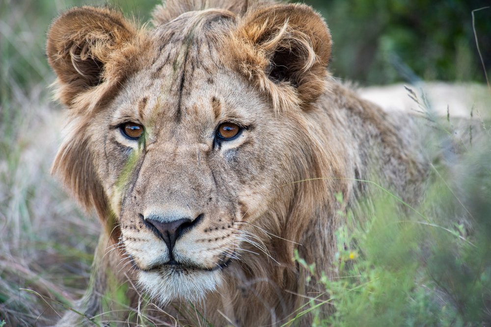 Young Male Lion