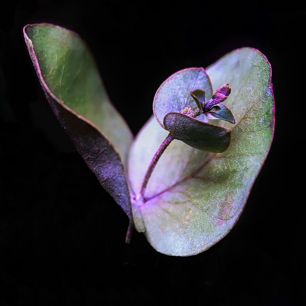 Стремление к свету